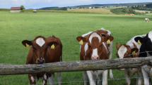 Tierische Nebenprodukte